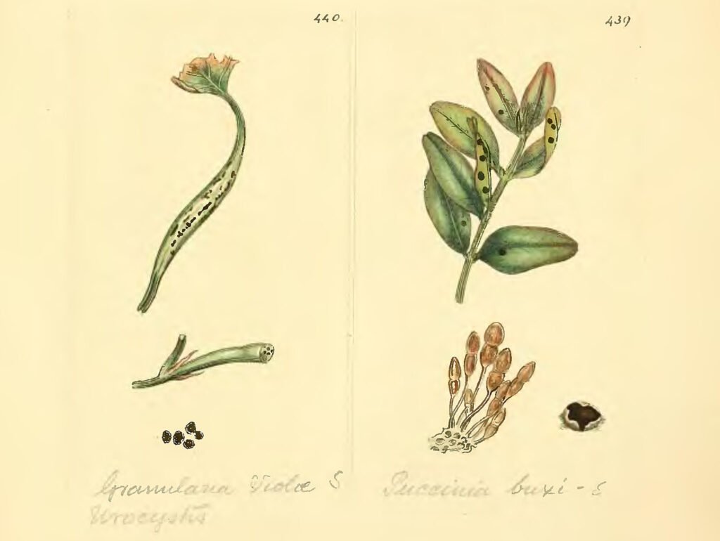 Granularia Violae et Puccinia buxi, James Sowerby, Coloured figures of English fungi or mushrooms, 1803 © Domaine Public