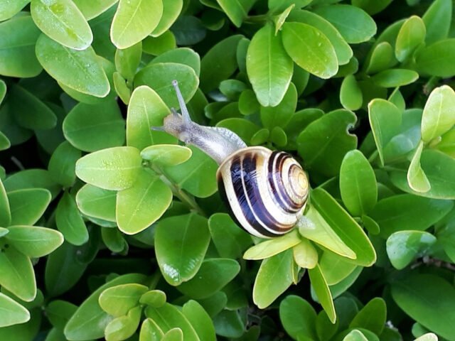Les escargots mangent-ils le buis?