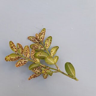 Rouille du buis