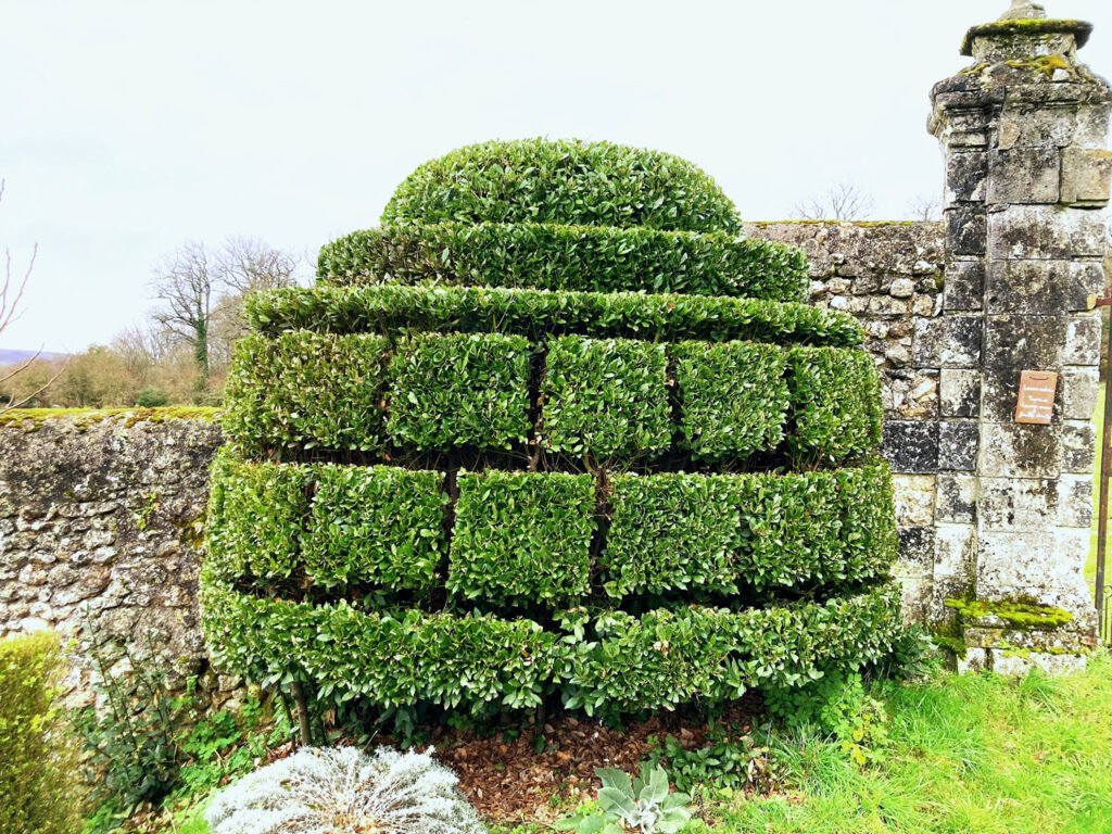 Château de Valmer, Topiaire Laurier sauce © G.Collaudin