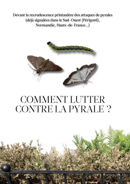 Comment lutter contre la Pyrale?
